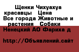 Щенки Чихуахуа красавцы › Цена ­ 9 000 - Все города Животные и растения » Собаки   . Ненецкий АО,Фариха д.